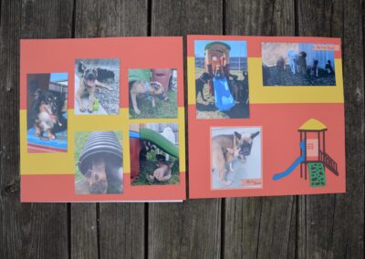 Collage of images of dogs enjoying premier dog boarding at Captain Creek Ranch