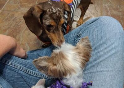 Dogs sniffing each other during dog boarding at Captain Creek Ranch