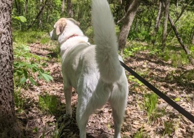 Dog going for walk during pet boarding stay at Captain Creek Ranch