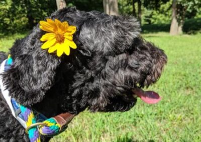 Dog enjoying outdoor walk while dog boarding at Captain Creek Ranch